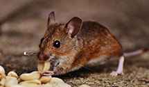 24 Hour & Emergency Exterminators in Kingsley, ND